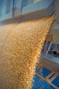 Dumping of wheat grains